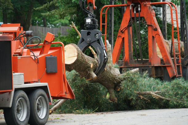 Best Hedge Trimming  in Clarcona, FL