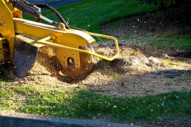 Why Choose Our Tree Removal Services in Clarcona, FL?